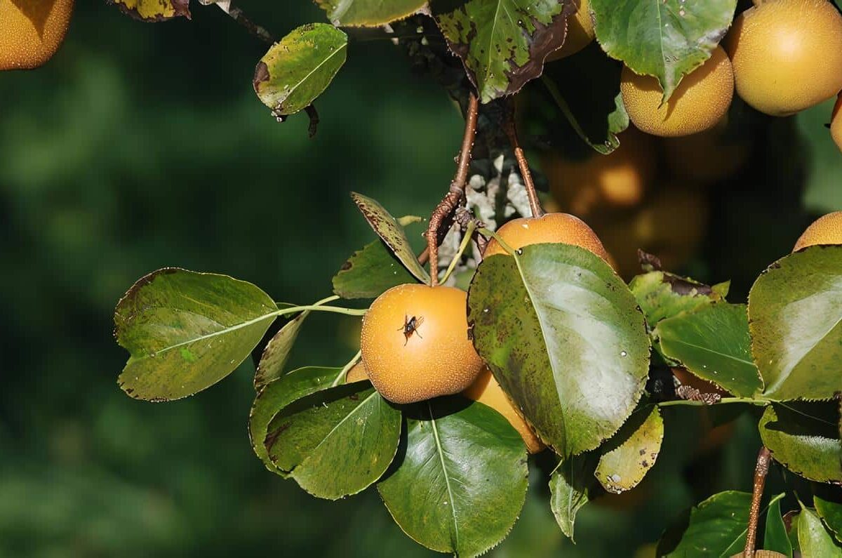 Moscas de la Fruta, Ciclo Biológico y Hábitos