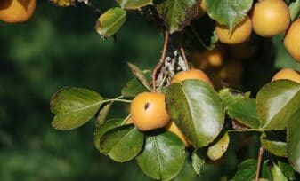 Moscas de la Fruta, Ciclo Biológico y Hábitos