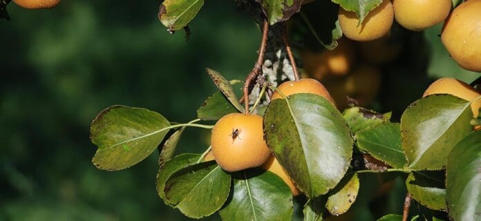 Moscas de la Fruta, Ciclo Biológico y Hábitos