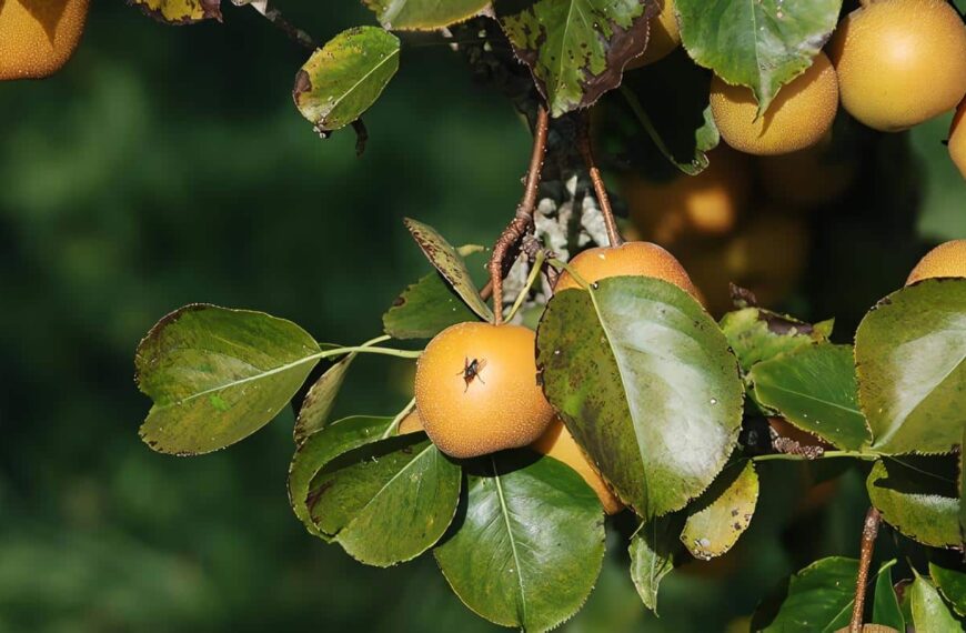 Moscas de la Fruta, Ciclo Biológico y Hábitos