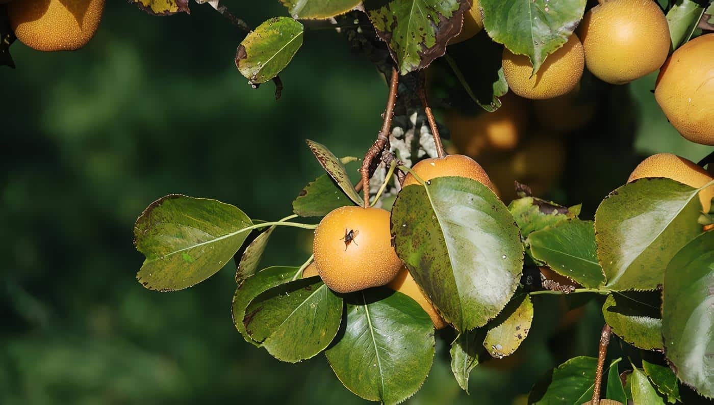 Moscas de la Fruta, Ciclo Biológico y Hábitos