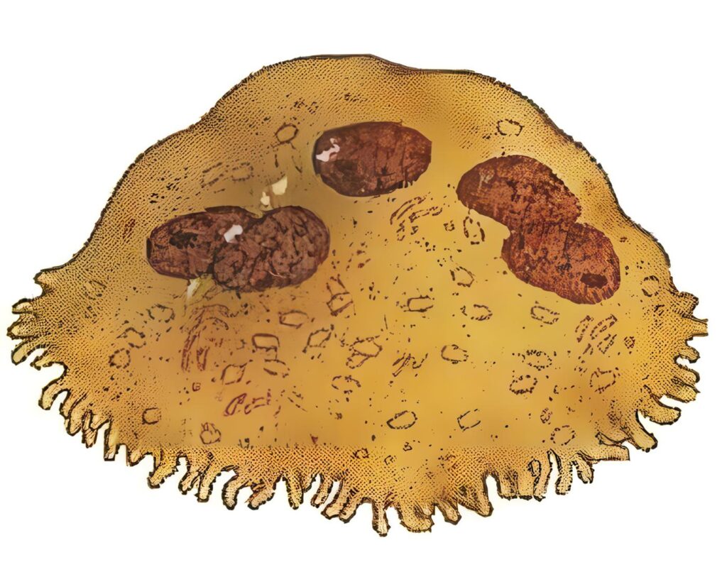 Ontogenia del Osteoclasto