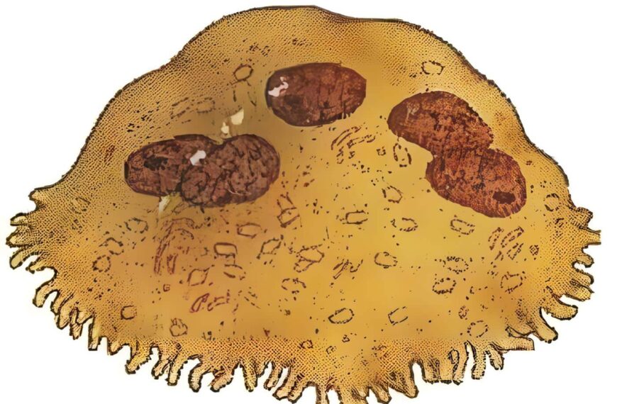 Ontogenia del Osteoclasto