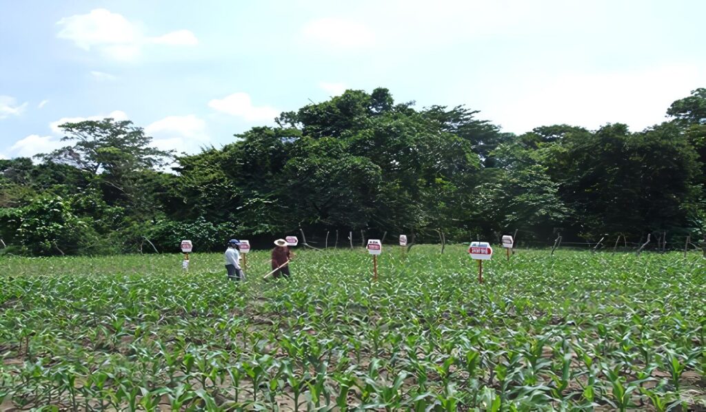 sector-agropecuario-guatemala