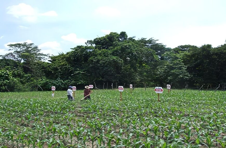 sector-agropecuario-guatemala