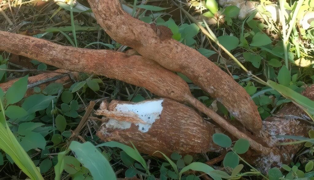 yuca-secuencia-genomica