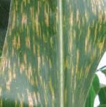 Complejo Mancha Gris, enfermedades que afectan el cultivo del maíz