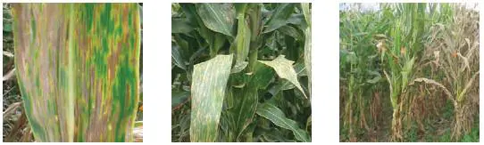Complejo Mancha Gris, infección conjunta con Helminthosporium, enfermedades que afectan el cultivo del maíz