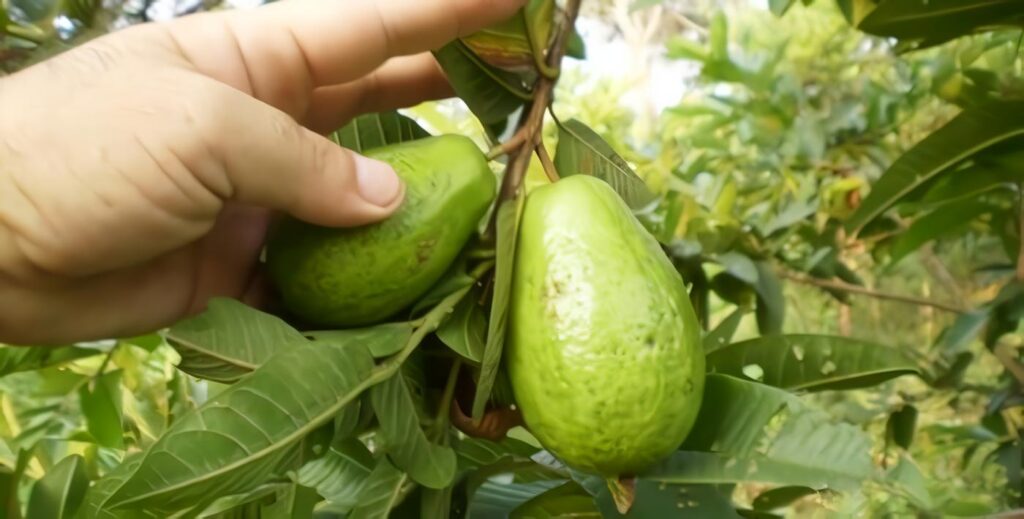 Cultivo-Guayaba
