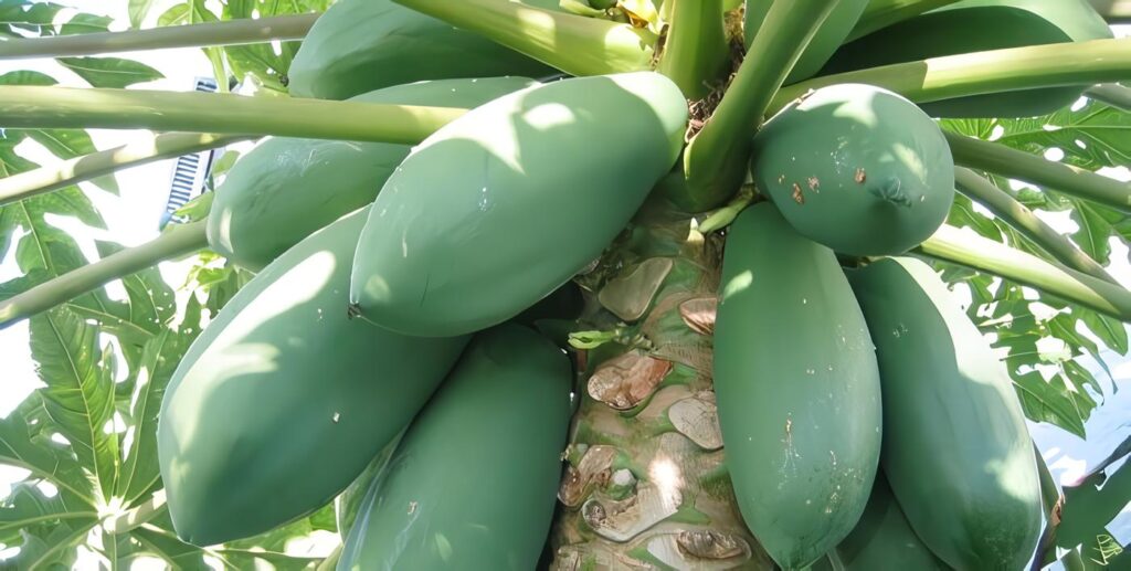 Cultivo de Papaya