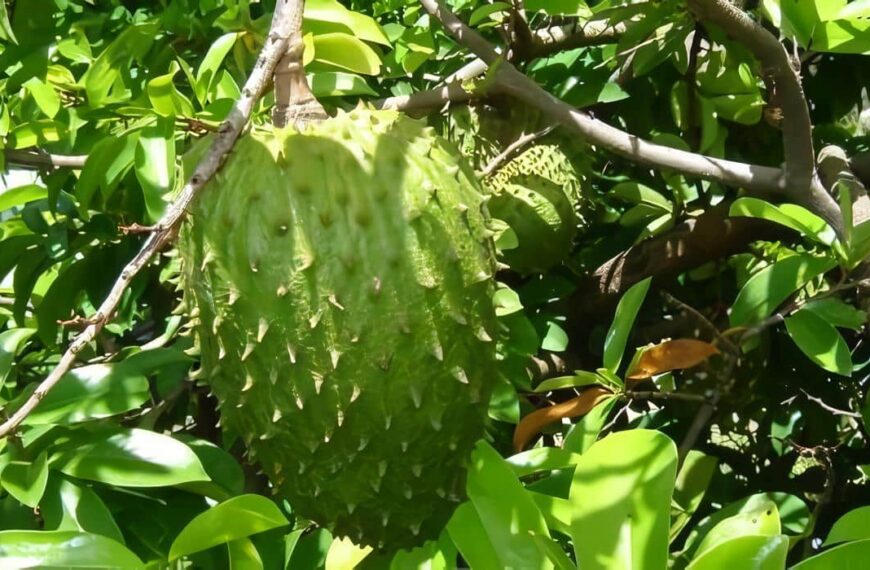 Cultivo-de-Guanabana