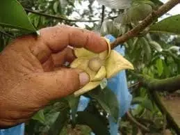 Cultivo de guanabana polinizacion