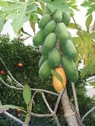 Árbol de papaya - Cultivo