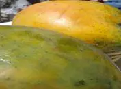 Variedad de la papaya - Cultivo de Papaya