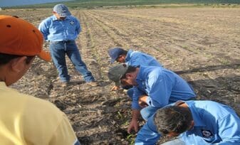 Detección de Enfermedades del maiz