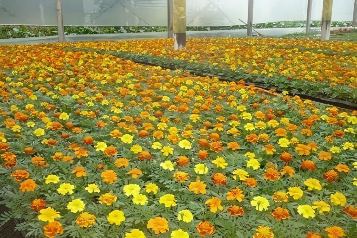 Floricultura-flores