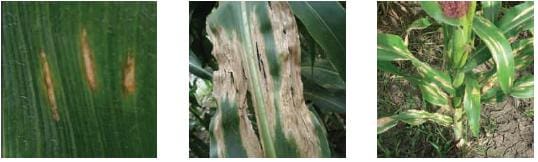 Manchas Foliares por Helminthosporium, enfermedades que afectan el cultivo del maíz