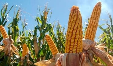 alimentos genéticamente modificados