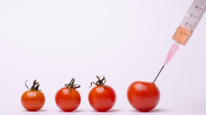 alimentos genéticamente modificados