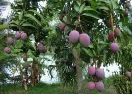 Árbol de Mango