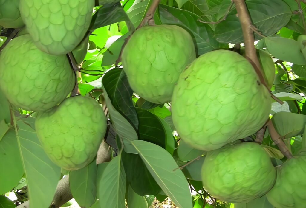 cultivo de chirimoya