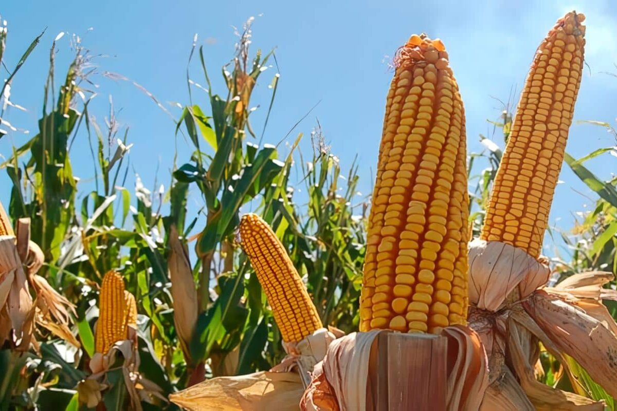 enfermedades que afectan el cultivo del maíz