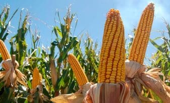 enfermedades que afectan el cultivo del maíz