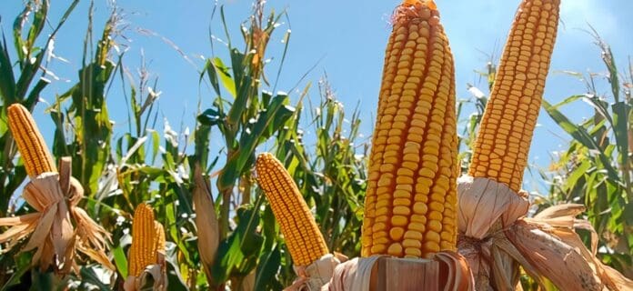 enfermedades que afectan el cultivo del maíz