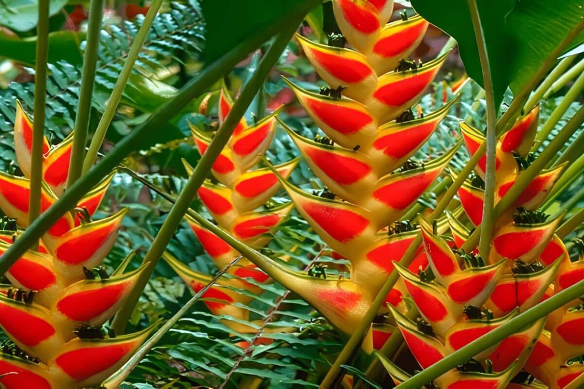 heliconia floricultura