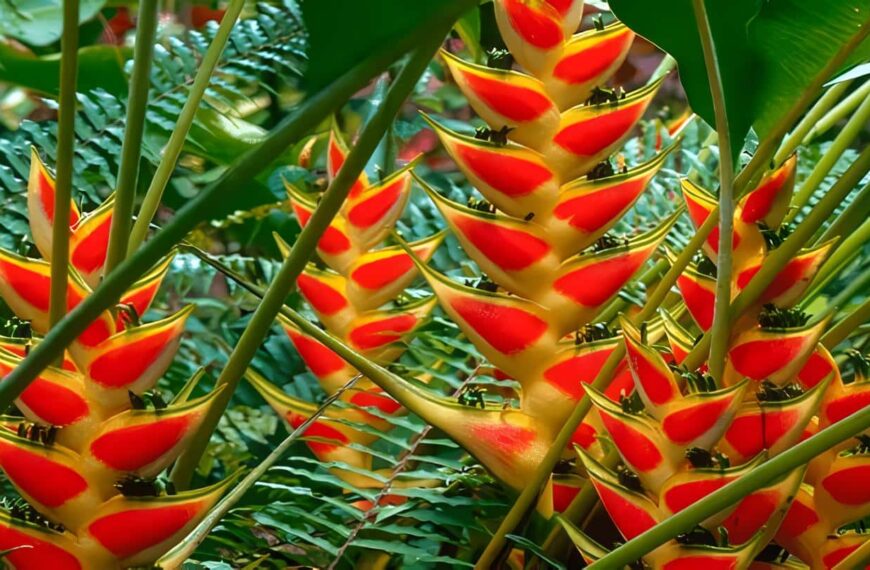 heliconia floricultura