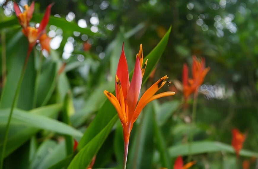 Plagas en las Heliconias