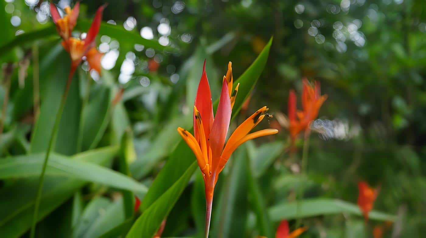 Plagas en las Heliconias