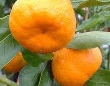 mandarina-satsumas