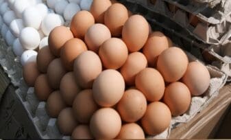 Mundo Produjo 1 Billón 124.000 Millones de Huevos