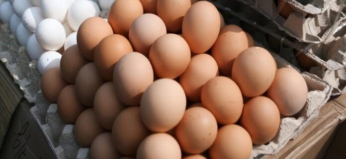 Mundo Produjo 1 Billón 124.000 Millones de Huevos