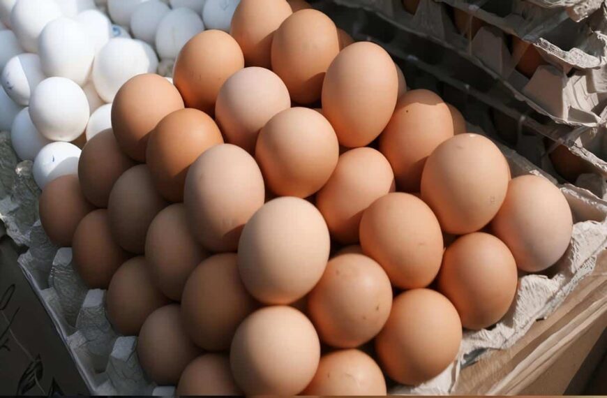 Mundo Produjo 1 Billón 124.000 Millones de Huevos