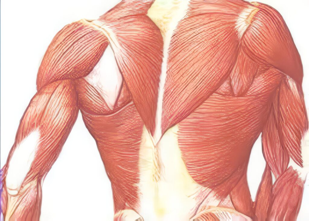 El Síndrome de Lambert-Eaton: Fisiopatogenia de la Unidad Neuromuscular