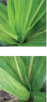 enfermedades de origen viral en el cultivo de maíz