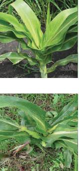 enfermedades de origen viral en el cultivo de maíz