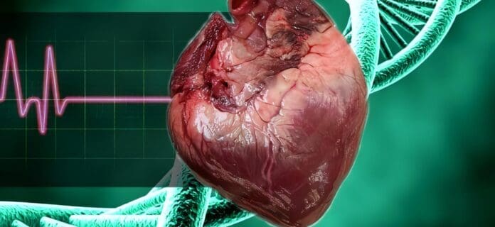 Válvulas Cardíacas a partir de Células Madre