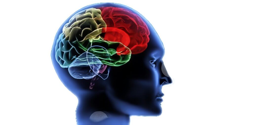 El Cerebro puede tener un circuito aparte para “soñar despierto”