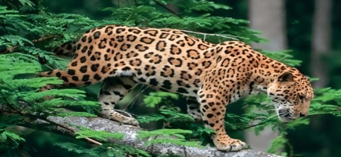 compromiso-conservar-jaguar