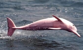 Delfines Rosados volvieron a la libertad