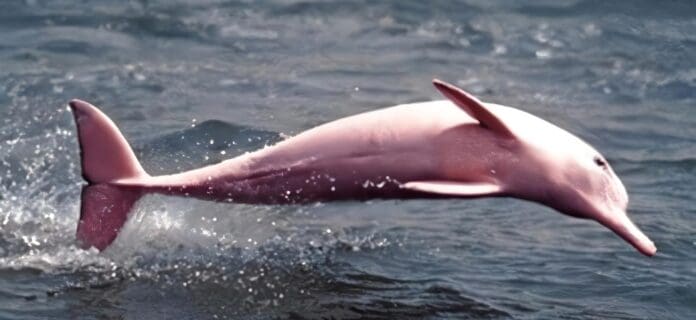 Delfines Rosados volvieron a la libertad