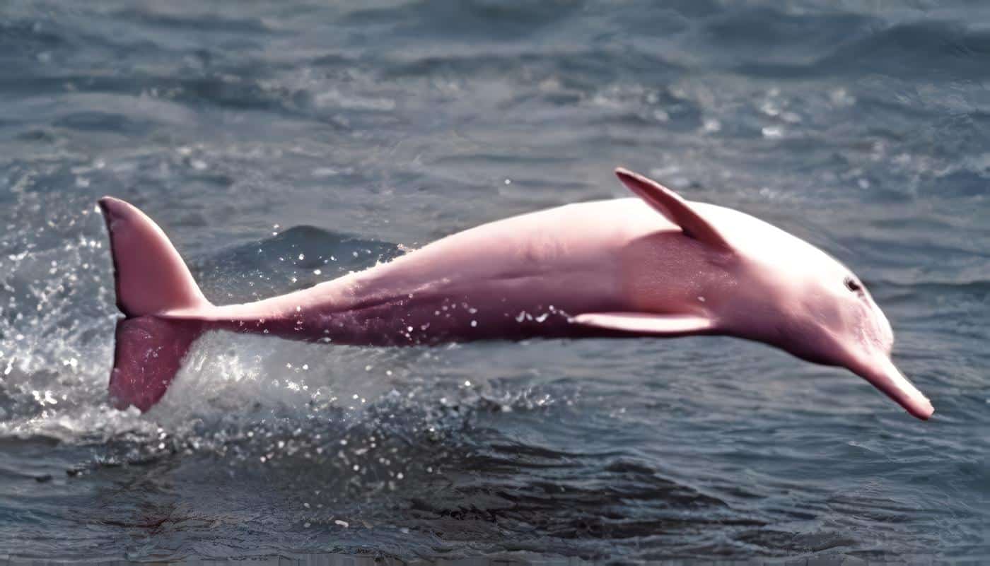 Delfines Rosados volvieron a la libertad