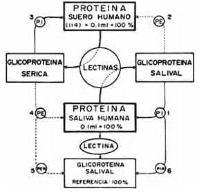 Estudio sistemático de glicoproteínas salivale