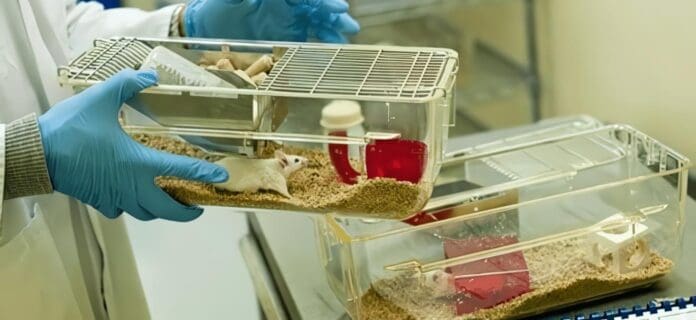 Terapia Génica en ratones