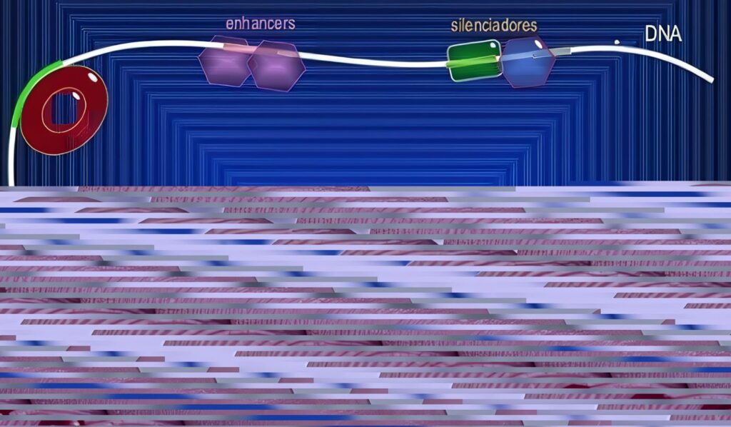 Transcripción Eucariótica