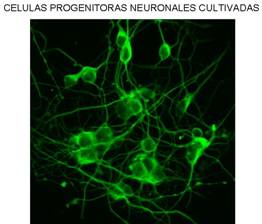 Celulas_Progenitoras