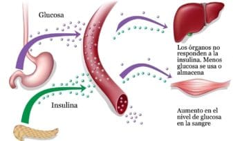 Células Beta que producen Insulina pueden Volver a Nacer